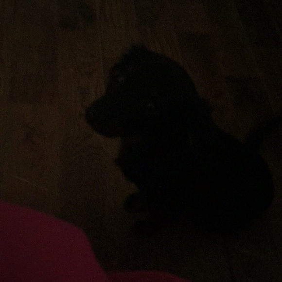 Meet your Posher, Bethie - Picture 1 of 1